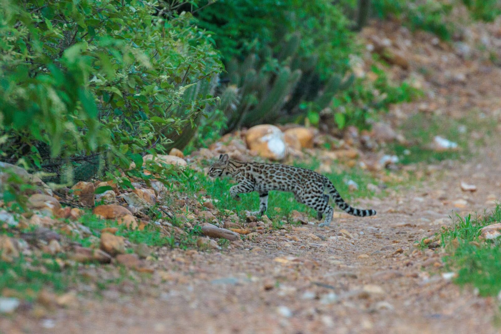 A tiger cat in Brazil, a relative of the newly described Bolivian species