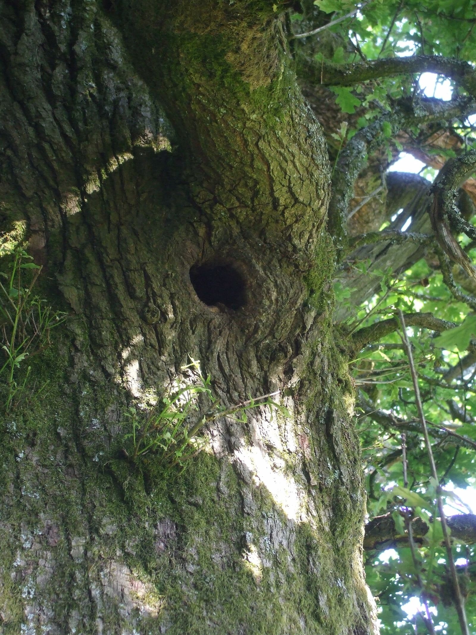 A nest of feral honeybees in the hollow of an old tree in Wales