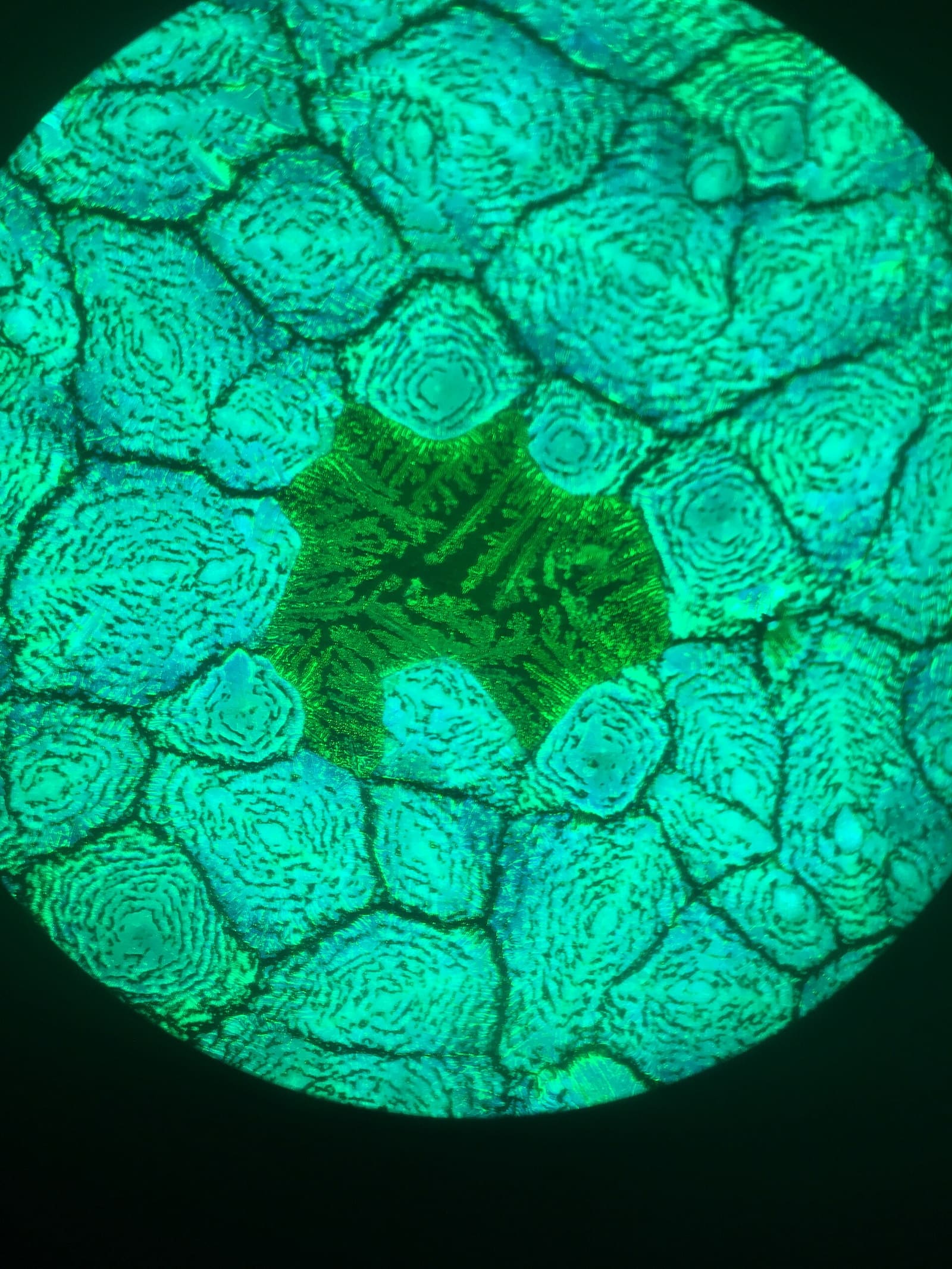Perovskite thin film structure under a fluorescence microscope