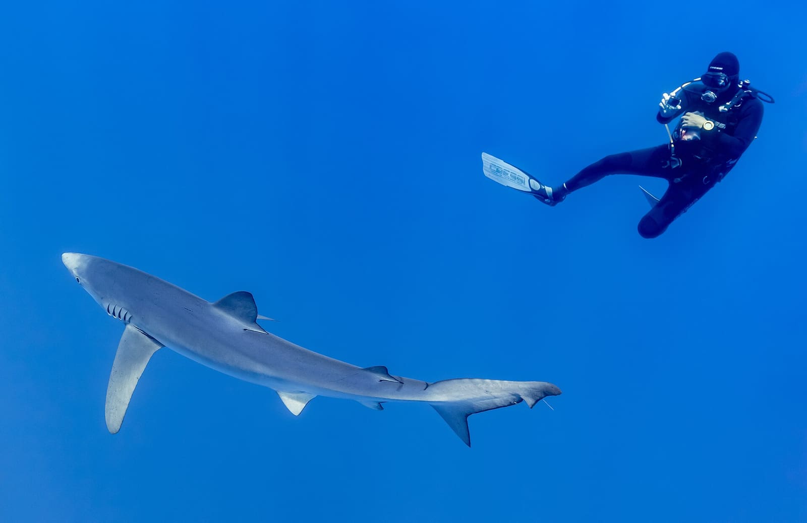 A diver and a blue shark in deep blue water off the Azores