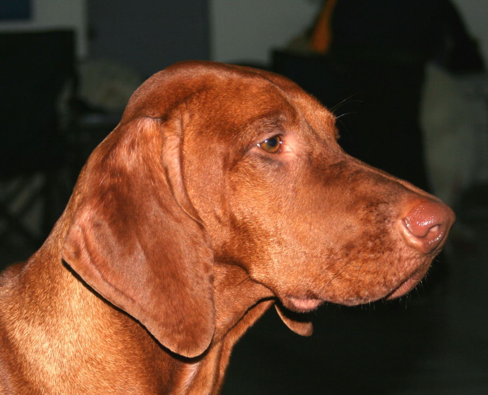 Profile of a Hungarian short-haired pointer's head