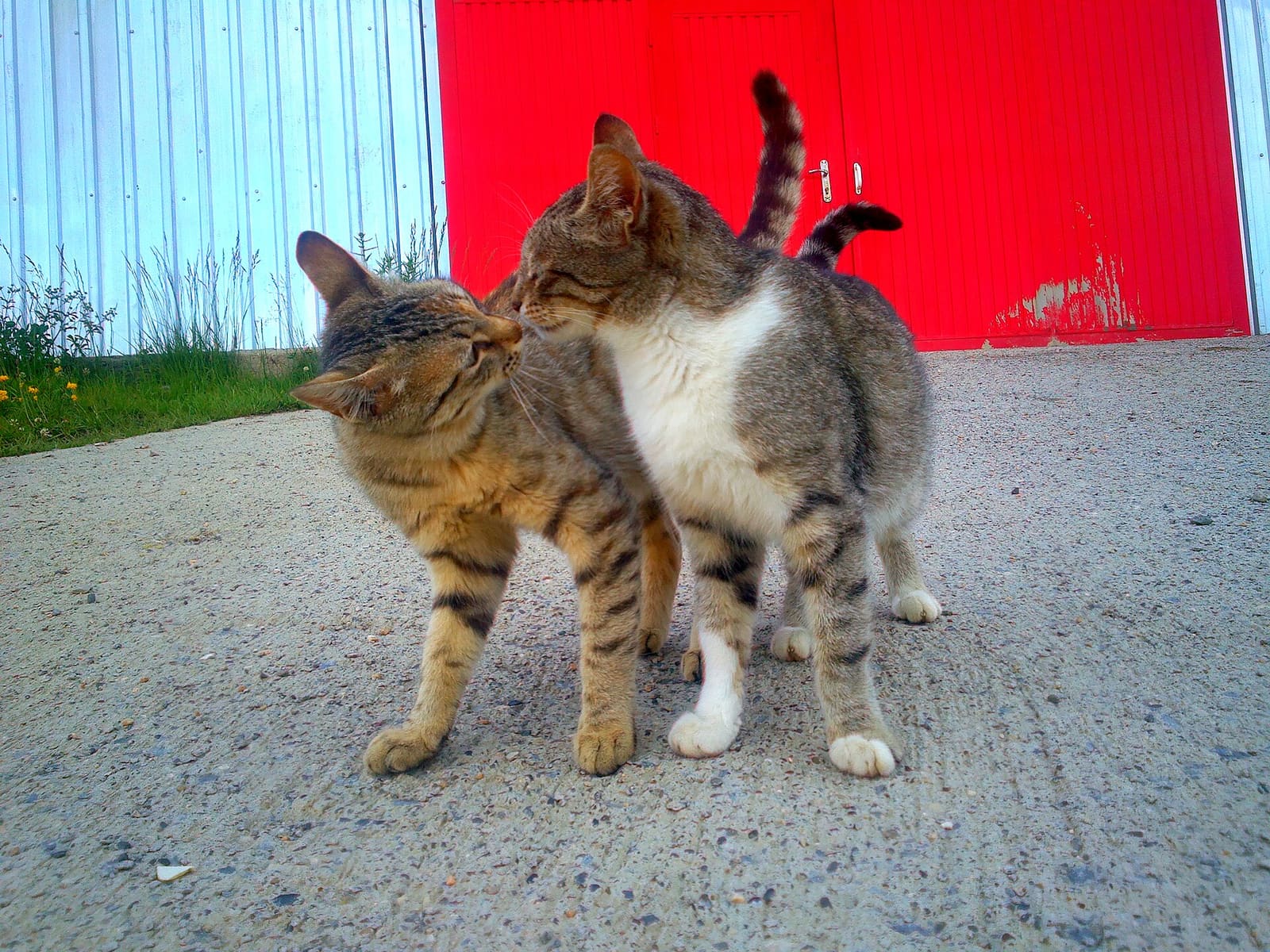 Two cats sniffing each other's noses on a street