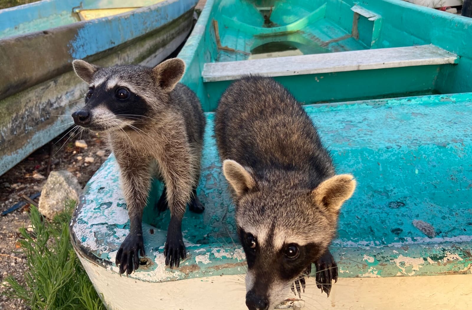 Two young pygmy raccoons climbing out of a small boat on a beach