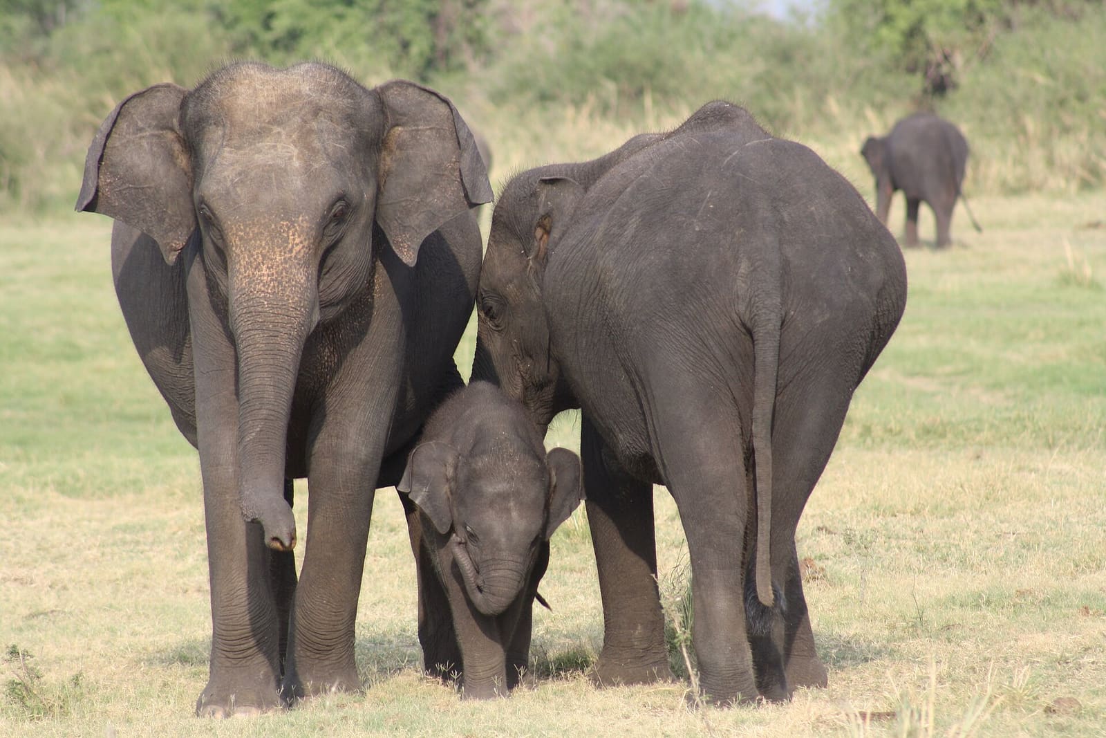 Two adult elephants with a young calf walking through grass