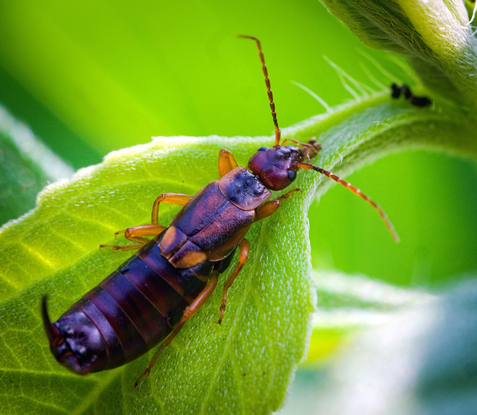 A European earwig with its rear pincers on a green leaf