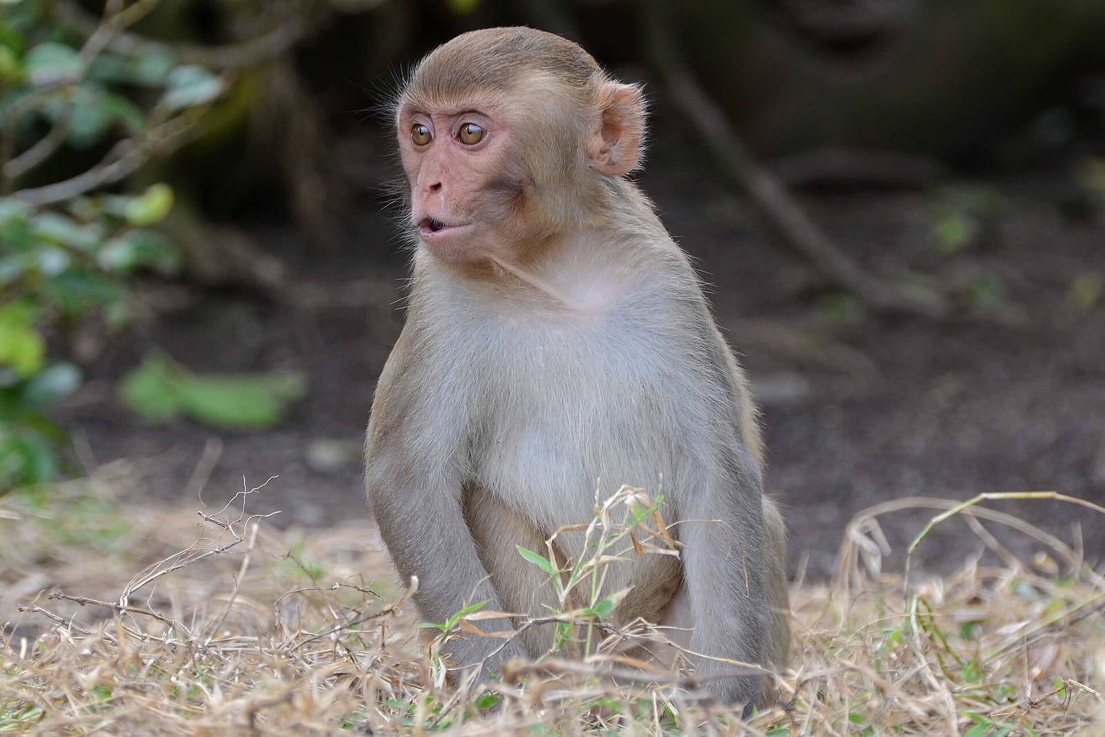 A young rhesus macaque sitting on dry grass and looking to the side
