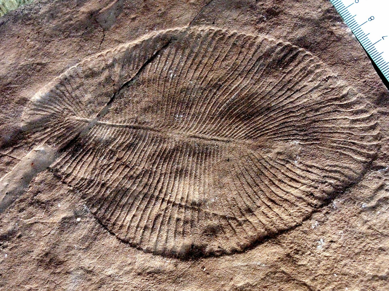 A fossil of Dickinsonia, a flat, ribbed Ediacaran organism, pressed into rock