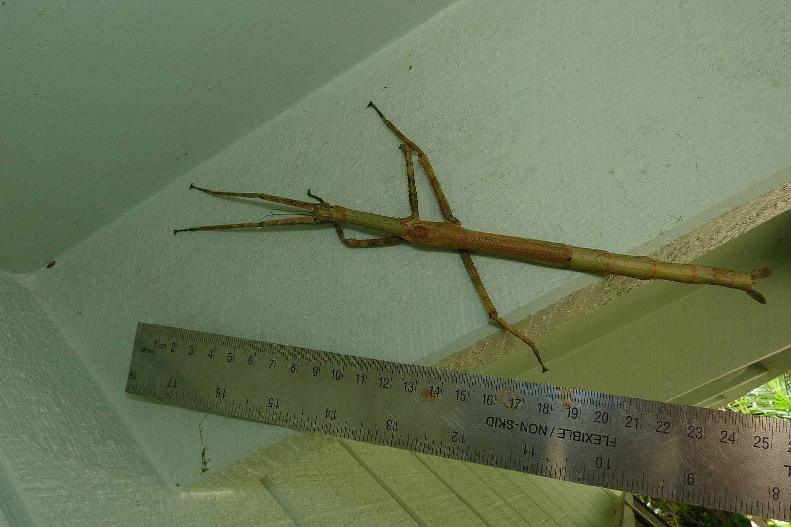 A long, brown Anchiale stick insect on a pale wall next to a ruler