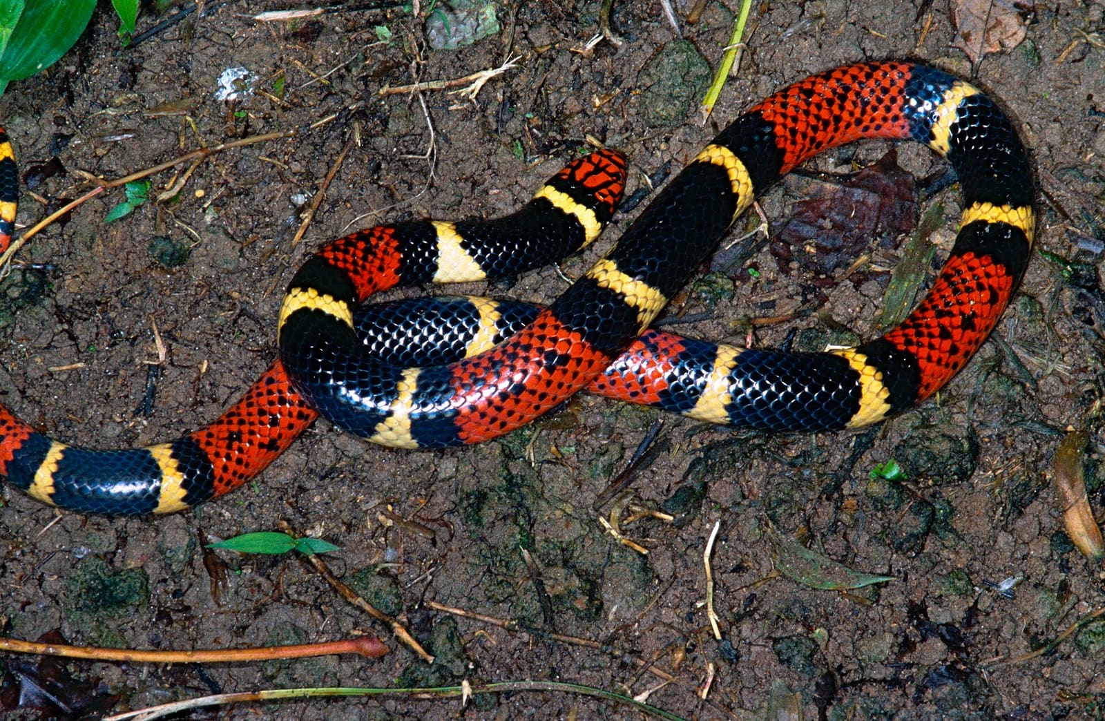 A red, black and yellow aquatic coral snake on dark forest soil